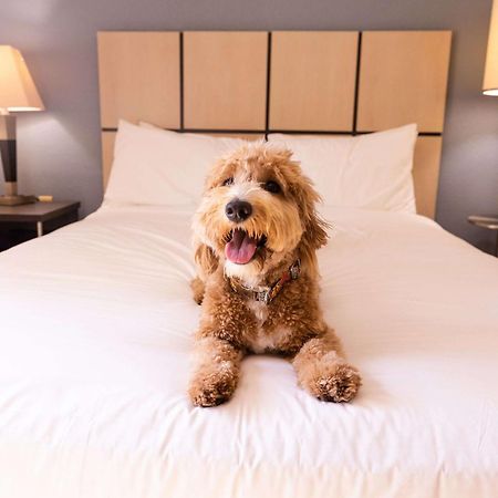 Sonesta Simply Suites Phoenix Glendale מראה חיצוני תמונה